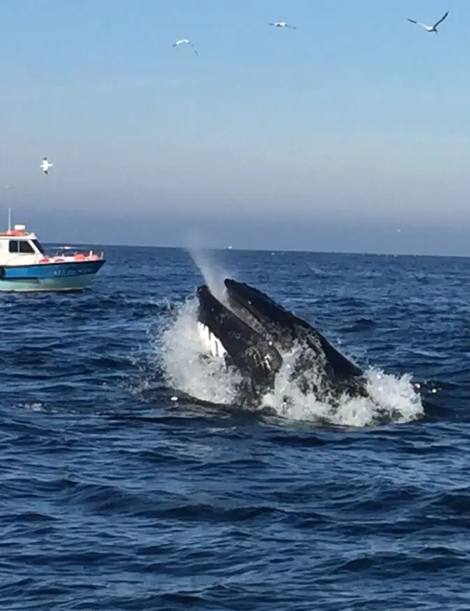 whale-watching-tour-skellig-coast-off-skellig-michael Humpback whale breaching near boat.