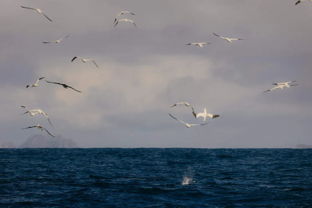 Gannets fly over the Atlantic near the Skellig Islands. Dark sea contrasts with the white birds and cloudy sky.