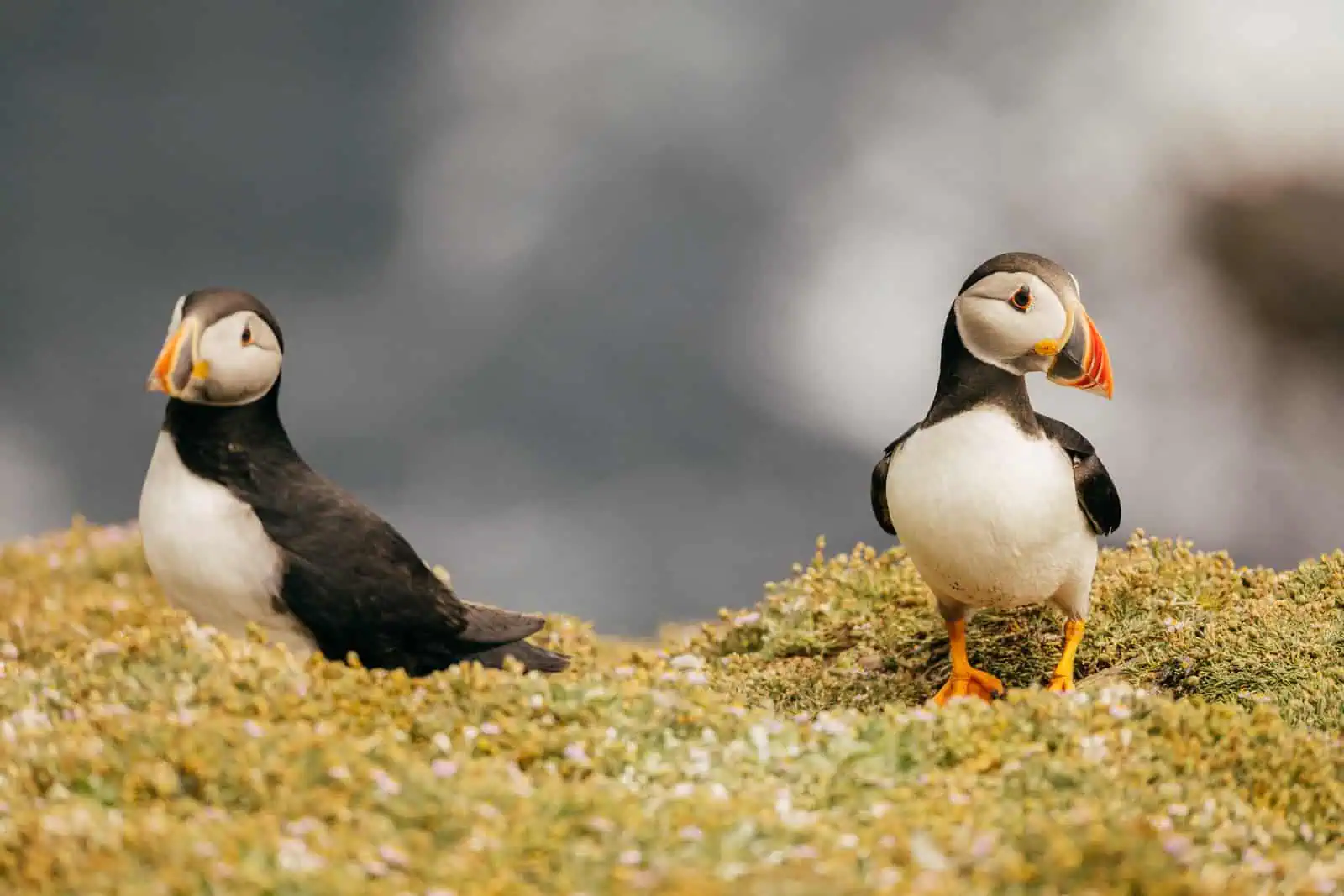 Two puffins stand on grassy terrain with the ocean blurred behind. Book your Skellig Michael Landing Tour now.